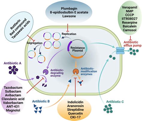 Probiotic strains can modulate the host immune system through several mechanisms (Figure 3). . Mhs552 mechanism of action